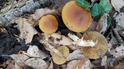 Conocybe aporos