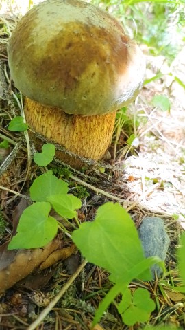 Suillellus luridus