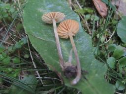 Galerina graminea