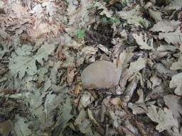 Galactinia amplissima