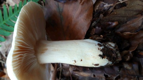 Russula fellea