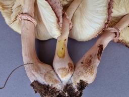 Leucoagaricus americanus
