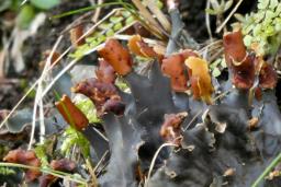 Peltigera hymenina