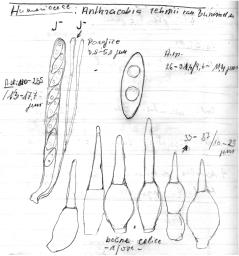 Anthracobia rehmii