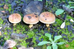 Hebeloma anthracophilum