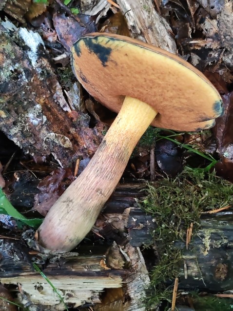 Suillellus luridus