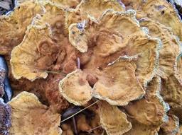 Onnia tomentosa