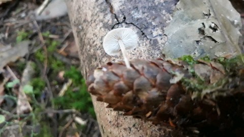 Baeospora myosura