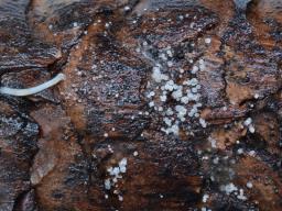 Hamatocanthoscypha laricionis