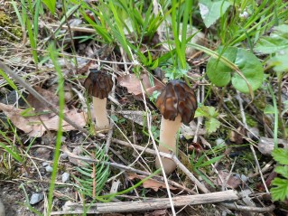 Morchella semilibera
