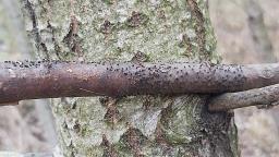 Peroneutypa scoparia