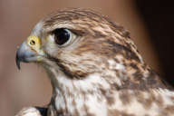 Falco tinnunculus