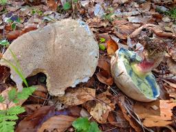 Caloboletus polygonius