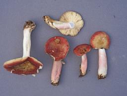 Russula gracillima