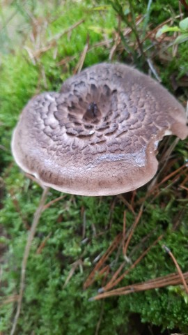 Sarcodon imbricatus