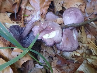 Mycena pelianthina