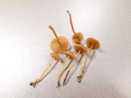 Galerina graminea