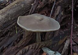 Helvella macropus