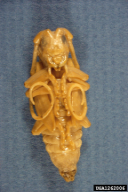 Anoplophora glabripennis