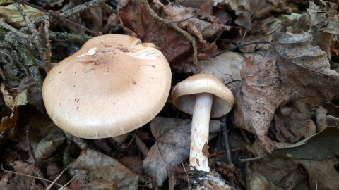 Phlegmacium olidum