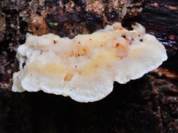 Antrodiella serpula