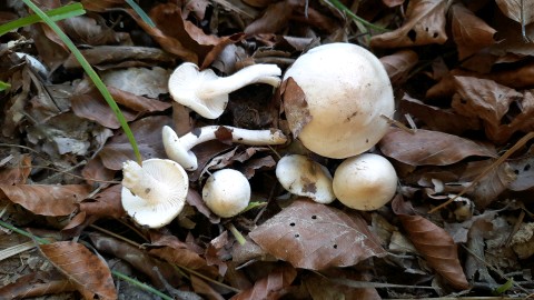Hygrophorus fagi