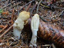 Podostroma leucopus