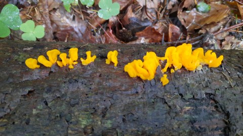 Dacrymyces chrysospermus