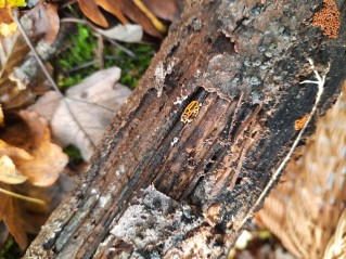 Hemitrichia serpula