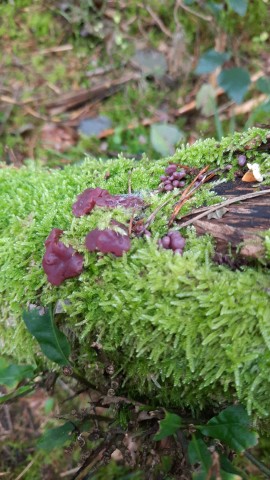Ascocoryne sarcoides