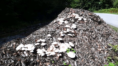 Leucoagaricus americanus
