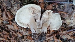 Tricholoma orirubens