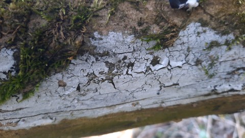 Lyomyces sambuci