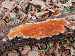 Gloeoporus taxicola