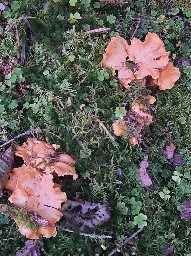 Cantharellus amethysteus