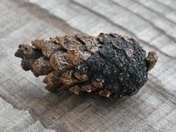 Tapesia lividofusca