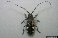Anoplophora glabripennis