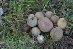 Elaphomyces granulatus