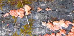 Ditangium cerasi
