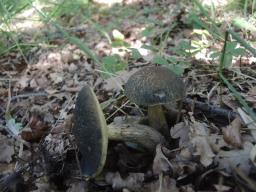 Leccinellum crocipodium