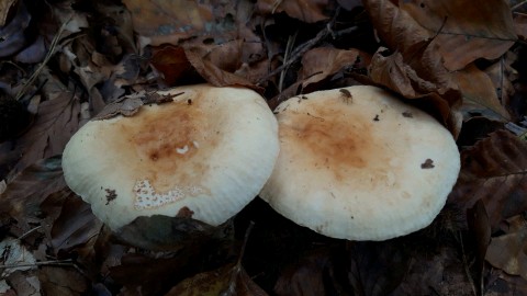 Russula fellea
