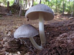 Pluteus salicinus