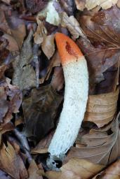 Mutinus caninus