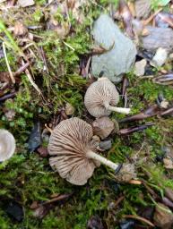 Entoloma undatum