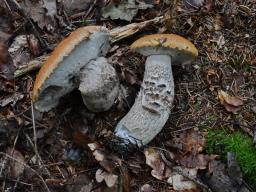 Leccinum piceinum