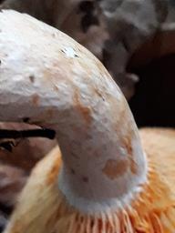 Lactarius deliciosus