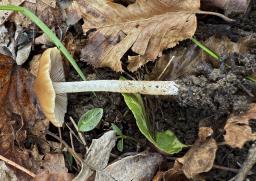 Psathyrella spadiceogrisea
