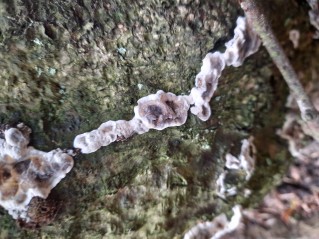 Kretzschmaria deusta