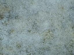 Botryobasidium candicans