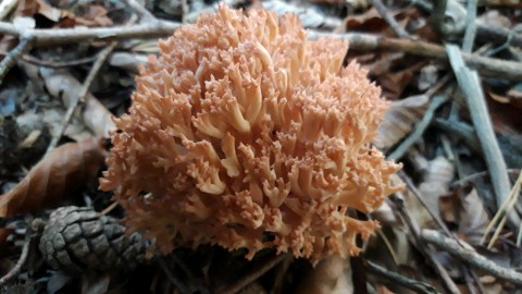 Ramaria botrytis